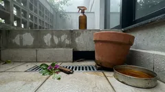 A tesourinha assusta pela “pinça”, mas quase sempre só incomoda: por que aparece na umidade e como reduzir sem exageros