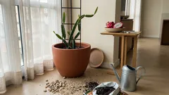Pitaya no vaso: os cuidados simples que fazem a planta florescer à noite — e dar frutos com o tempo