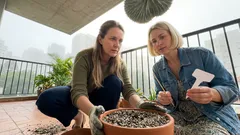 Cacto rabo-de-sereia: o apelido que esconde mais de uma planta — como identificar a sua e não errar na rega