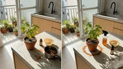 Usar canela na horta: por que ela ajuda contra fungos e formigas (e como não prejudicar as plantas)